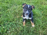 Ram, a male Australian Shepherd and German Shepherd Dog for sale in Inkster, MI – 1 of 3