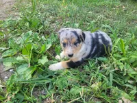 Daisy , a female Australian Shepherd and German Shepherd Dog for sale in Inkster, MI – 2 of 6
