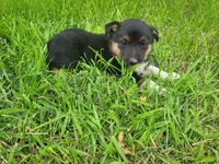 Mary, a female Australian Shepherd and German Shepherd Dog for sale in Inkster, MI – 5 of 6