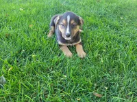 Ash , a male Australian Shepherd and German Shepherd Dog for sale in Inkster, MI – 2 of 4