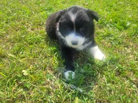 Daisy , a female Australian Shepherd and German Shepherd Dog for sale in Inkster, MI – 2 of 4