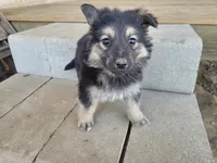 Jack , a male Australian Shepherd and German Shepherd Dog for sale in Inkster, MI – 2 of 4