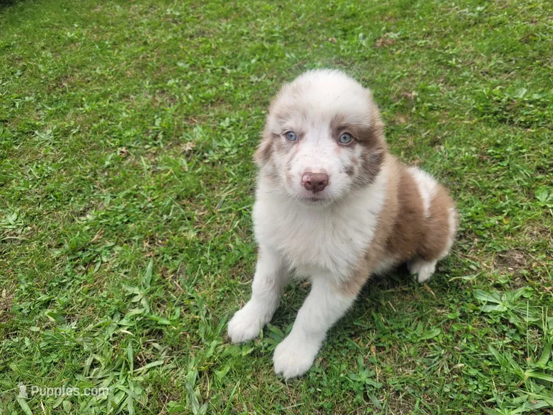 Ram – Australian Shepherd puppy for sale in Inkster, MI