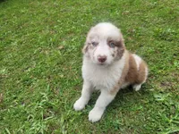 Ram, a male Australian Shepherd for sale in Inkster, MI – 1 of 5