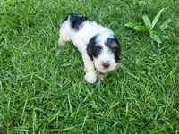 John , a male Cavapoo for sale in Inkster, MI – 1 of 5