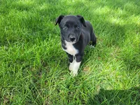 Black , a male German Shepherd Dog and Labrador Retriever for sale in Inkster, MI – 3 of 3