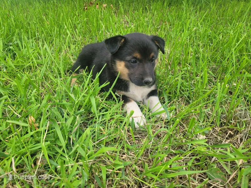 Mary – Australian Shepherd, German Shepherd Dog puppy for sale in Inkster, MI