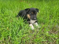 Mary, a female Australian Shepherd and German Shepherd Dog for sale in Inkster, MI – 1 of 6