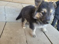Jack , a male Australian Shepherd and German Shepherd Dog for sale in Inkster, MI – 3 of 4