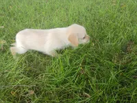 Kim, a female Chihuahua and Poodle - Toy  for sale in Inkster, MI – 2 of 5