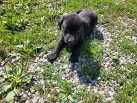 Black , a male Australian Shepherd and Labrador Retriever for sale in Inkster, MI – 2 of 5