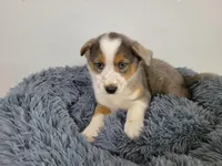 Alex , a male Australian Shepherd and German Shepherd Dog for sale in Inkster, MI – 3 of 4