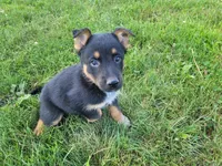 Max , a male Australian Shepherd and German Shepherd Dog for sale in Inkster, MI – 3 of 4
