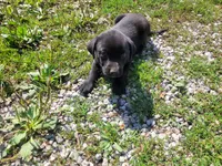 Black , a male Australian Shepherd and Labrador Retriever for sale in Inkster, MI – 5 of 5