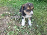 Max , a male Australian Shepherd and German Shepherd Dog for sale in Inkster, MI – 4 of 4