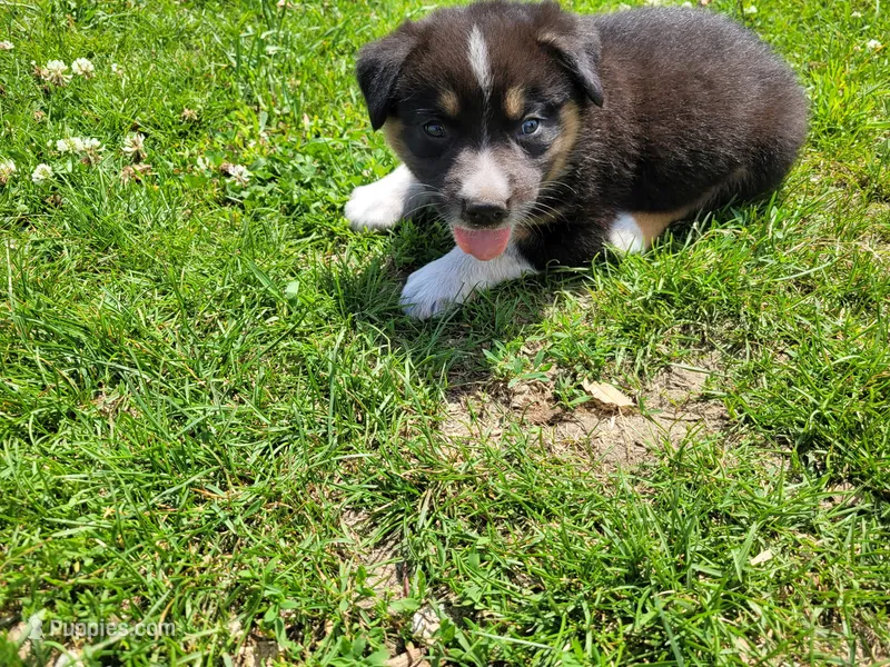 Ram – Australian Shepherd, German Shepherd Dog puppy for sale in Inkster, MI