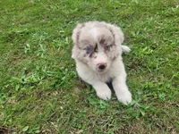 Kim , a female Australian Shepherd for sale in Inkster, MI – 8 of 8