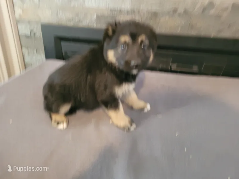 Black  – Australian Shepherd, German Shepherd Dog puppy for sale in Inkster, MI