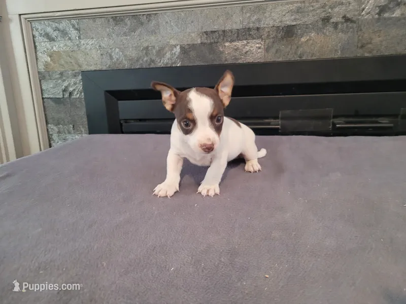 Lulu  – Jack Russell Terrier puppy for sale in Inkster, MI