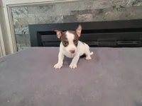 Lulu , a female Jack Russell Terrier for sale in Inkster, MI – 1 of 5