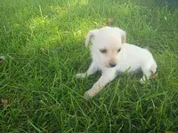 Ram, a male Chihuahua and Poodle - Toy  for sale in Inkster, MI – 4 of 6