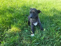 Daisy , a female German Shepherd Dog and Labrador Retriever for sale in Inkster, MI – 5 of 5