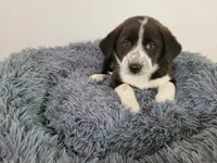 Linda , a female Australian Shepherd and German Shepherd Dog for sale in Inkster, MI – 2 of 4