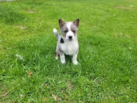 Ram, a male Australian Shepherd and Border Collie for sale in Inkster, MI – 2 of 5