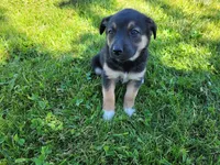 Daisy , a female German Shepherd Dog and Siberian Husky for sale in Inkster, MI – 4 of 4