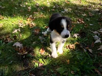 John , a male Australian Shepherd and German Shepherd Dog for sale in Inkster, MI – 3 of 4