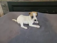 John , a male Jack Russell Terrier for sale in Inkster, MI – 2 of 4