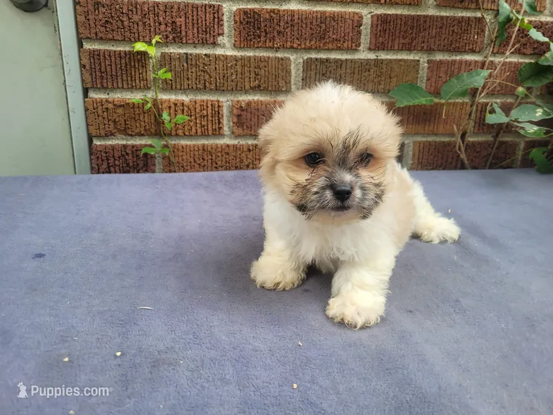 Lady – Bichon Frise, Shih Tzu puppy for sale in Inkster, MI