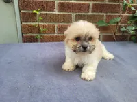 Lady, a female Bichon Frise and Shih Tzu for sale in Inkster, MI – 1 of 5