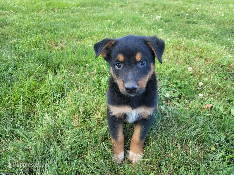 Jack  – Australian Shepherd, German Shepherd Dog puppy for sale in Inkster, MI