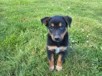 Jack , a male Australian Shepherd and German Shepherd Dog for sale in Inkster, MI – 1 of 5