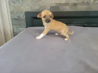 Lady, a female Jack Russell Terrier for sale in Inkster, MI – 3 of 4