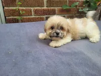 Lady, a female Bichon Frise and Shih Tzu for sale in Inkster, MI – 3 of 5