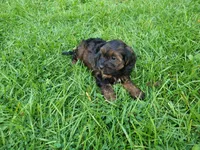 Brown, a male Cavapoo for sale in Inkster, MI – 5 of 6