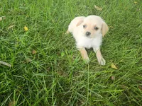 Kim, a female Chihuahua and Poodle - Toy  for sale in Inkster, MI – 5 of 5