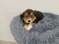 Jason, a male Australian Shepherd and German Shepherd Dog for sale in Inkster, MI – 5 of 5