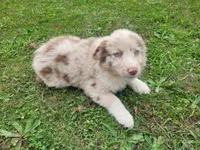 Daisy , a female Australian Shepherd for sale in Inkster, MI – 2 of 4