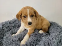 Lulu , a female Australian Shepherd and German Shepherd Dog for sale in Inkster, MI – 5 of 5