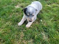 Jack , a male Australian Cattle Dog for sale in Inkster, MI – 5 of 5