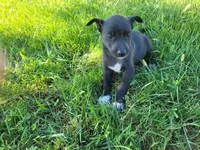 Daisy , a female German Shepherd Dog and Labrador Retriever for sale in Inkster, MI – 1 of 5
