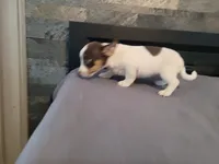 Lulu , a female Jack Russell Terrier for sale in Inkster, MI – 5 of 5