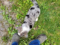 Ram, a male Australian Shepherd and Border Collie for sale in Inkster, MI – 5 of 5