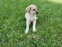 Leo, a male Australian Shepherd and German Shepherd Dog for sale in Inkster, MI – 4 of 4