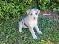 Max, a male Australian Shepherd and German Shepherd Dog for sale in Inkster, MI – 1 of 3