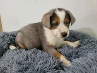 Alex , a male Australian Shepherd and German Shepherd Dog for sale in Inkster, MI – 4 of 4