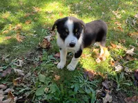 John , a male Australian Shepherd and German Shepherd Dog for sale in Inkster, MI – 1 of 4